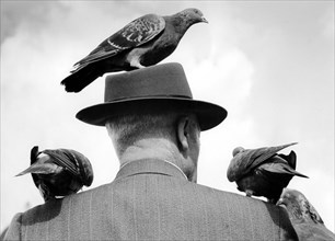 Pigeons on head and shoulder ca. 1955
