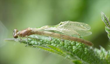 Azure damselfly (Coenagrion puella) after hatching with wrinkled wings