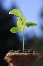 Closeup of a sunflower plant seedling in a coco coir pot