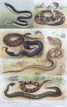 Historical image of various of poisonous snakes