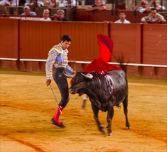 Racing bull with matador