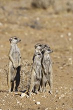 Standing meerkats (Suricata suricatta)