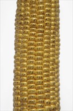GM maize