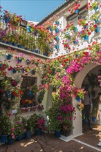 Many red geraniums in blue flowerpots in the courtyard on a house wall