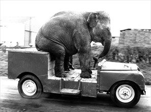Elephant drives a car