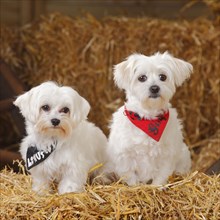 Two Maltese dogs with scarf sitting in straw