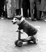 Disguised dog drives scooter