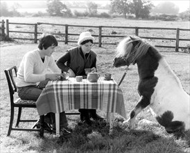 Horse picnics with people