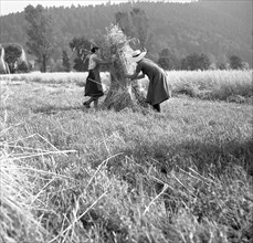 Women collect the harvest