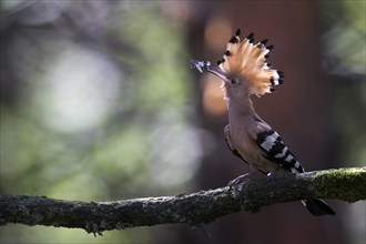 Hoopoe (Upupa epops) with blue-winged wilderness grasshopper as food on branch