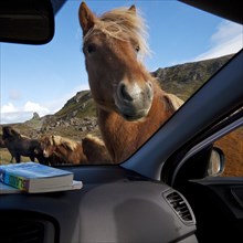 Icelandic horse (Equus ferus caballus) looks curiously into the car