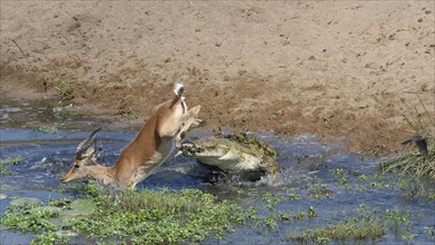 Nile crocodile (Crocodylus niloticus) attacking by surprise a male impala (Aepyceros melampus) drinking water