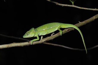 Perinet chameleon (Calumma gastrotaenia)