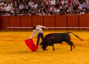 Racing bull with matador