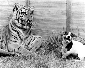 Doggy plays with a tiger