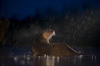 European otter (Lutra lutra) on nocturnal hunting in the water during rain