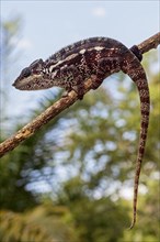 Panther chameleon (Furcifer pardalis) on branch