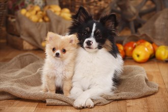 Two mixed-breed dogs