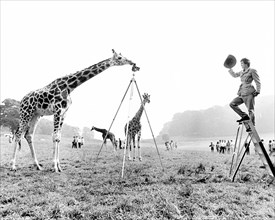 Giraffe photographs Ranger