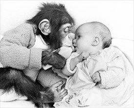 Monkey gives baby the bottle