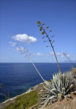 Flowering Agave (Agave) in front of blue sea