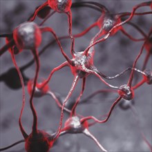 3D illustration of a Biological Neural network of a human brain