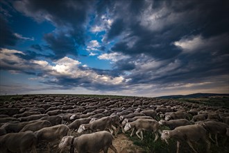 Large flock of sheep during the transhumance