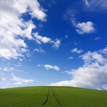 Tractor wheel tracks in the middle of field of green culture under blue sky