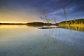 Great Furstensee lake with reed