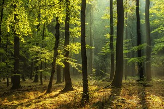 Natural deciduous forest of oak and beech trees on the Finne mountain range