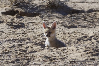 Young Cape fox (Vulpes chama) looking out from burrow entrance