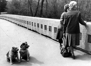 Dogs are waiting for their mistress about 1970s
