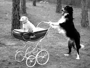 Dog drives dog in a stroller