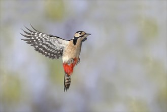Woodpecker (Dendrocopos) in flight