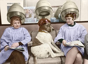 Dog at a hairdresser's
