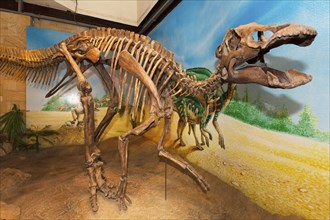 Skeleton of a Dinosaur