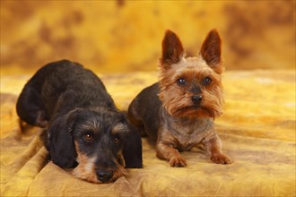 Yorkshire Terrier and Little Grey-haired Dachshund lying next to each other