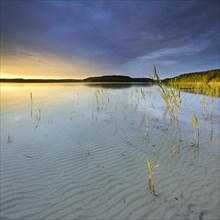 Great Furstensee lake with reeds