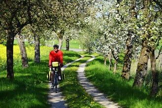 Cyclist on dirt road with blossoming cherry trees