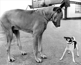 Great Dane and little Jack Russell Terrier looking at each other