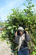 Nepalese Farmer carrying a full load of branches on his back