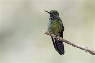 Green-crowned Brilliant (Heliodoxa jacula) sits on a branch