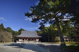 Pine tree (Pinus) in front of Kondo hall of Shimo-Daigo part of Daigoji temple complex