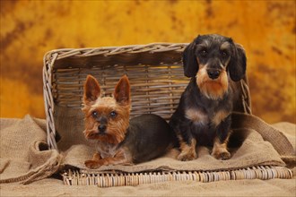 Yorkshire Terrier and Little Grey-haired Dachshund sitting next to each other in the basket