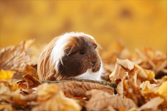 Sheltie guinea pig in autumn leaves