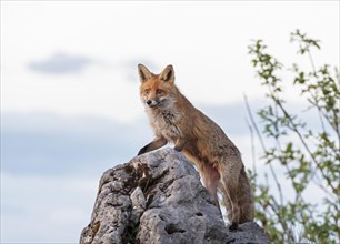 Red fox (Vulpes vulpes) on rock