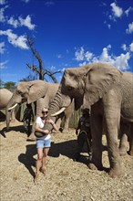 Tourist posing with African elephant (Loxodonta africana)