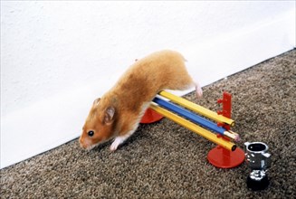 Hamster at the hurdles
