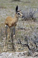 Young springbok (Antidorcas marsupialis) standing on arid grassland
