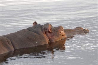 Hippopotamus (Hippopotamus amphibius) bathing in the Olifants River